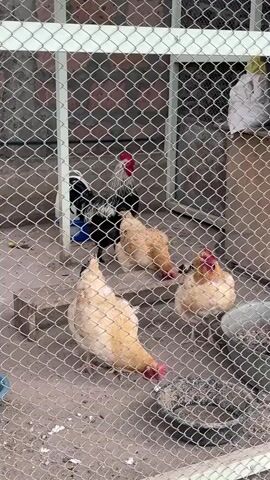 Four chickens and a rooster are in a fenced enclosure. The rooster is black and white with a red comb. Three chickens are light brown with red combs. They are all pecking at the ground. The enclosure is made of wire mesh and has a dirt floor. There is a water dispenser and some building materials in the background. The image appears to have been taken during the day.