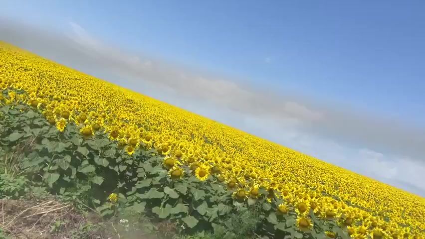 The video shows a wide shot of a field of sunflowers under a blue sky with some clouds. The camera angle is tilted, giving a sense of movement or a sloping landscape. The sunflowers are in full bloom, with their characteristic yellow petals facing upwards. There is also some green foliage and other plants visible in the foreground. The overall impression is one of natural beauty and vastness.