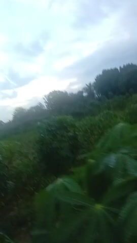 The video shows a tilted view of a landscape with vegetation and a cloudy sky. The camera appears to be moving, possibly from a vehicle. The vegetation consists of leafy green plants and palm trees. In the background, there are structures that appear to be buildings. The sky is overcast with visible clouds.