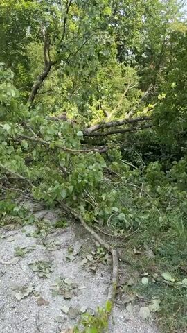 A large fallen tree blocks a dirt road surrounded by lush green foliage and trees. The tree trunk is thick and appears to have snapped at its base. Branches and leaves are scattered across the road and surrounding area. A man wearing a dark t-shirt, tan shorts, and a baseball cap stands near the trunk, looking at it. A child wearing a pink hat is visible in the foreground. The sky is blue with some clouds.