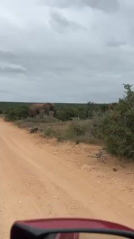 The video shows an elephant grazing in a bush, next to a dirt road. The view is from inside a car, with a red side mirror visible. The sky is overcast. Another elephant is partially visible in the distance. The vegetation is scrubby.