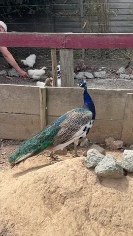 A peacock walks across sandy ground in front of a wooden fence and chicken wire enclosure. Inside the enclosure, several white chickens and one black and white chicken are visible. A person wearing a white hat is partially visible in the upper left corner, looking into the enclosure. Several rocks are scattered on the ground in front of the peacock. The peacock's long tail feathers trail behind it. The scene appears to be outdoors on a sunny day.