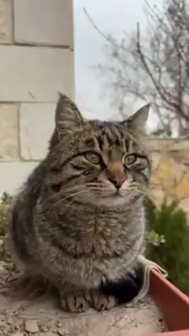 The video shows a close-up shot of a tabby cat sitting on a ledge. The cat has green eyes and a pink nose. Behind the cat is a light-colored brick wall, a small green bush, and a tree with bare branches. The sky is overcast. The camera focuses on the cat's face, zooming in slightly.