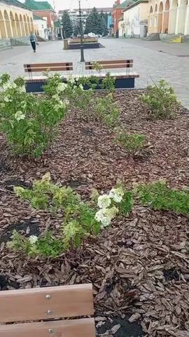 The video shows a pathway with benches and flower beds filled with wood chips and white flowers. In the background, there are buildings with arched windows and a person walking away from the camera. The scene appears to be an outdoor public space, possibly a park or a pedestrian street.
