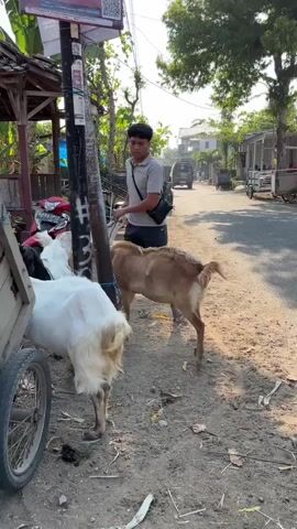 A young man in a light-colored polo shirt and dark shorts stands on a dirt road holding the leashes of two goats. A white goat is on his left, facing away from the camera and towards a wooden cart with a wheel. A tan goat is on his right, facing the camera and slightly towards the white goat. The man is looking down at the tan goat and appears to be holding its leash with his right hand. His left hand is also near the tan goat. A second young man, partially visible, walks behind the man with the goats. In the background, a street is visible with parked motorcycles and a few buildings. Trees and foliage line the street. A utility pole with a sign is on the left side of the frame. The overall scene appears to be outdoors during daylight.
