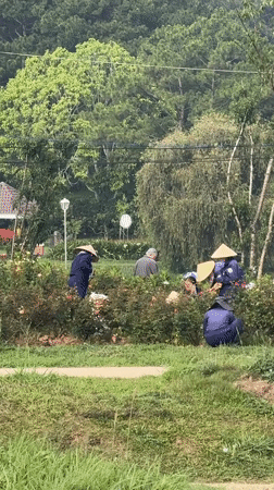 Early morning life captured across Da Lat parks and streets