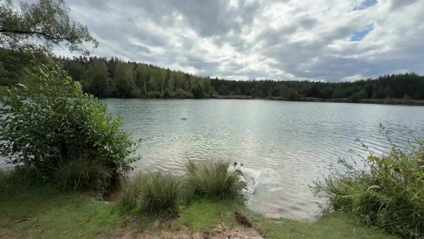 A person is filming a lake with a smartphone. A dog jumps into the water, creating a splash. The dog swims in the lake. The background is a wooded area under a cloudy sky.