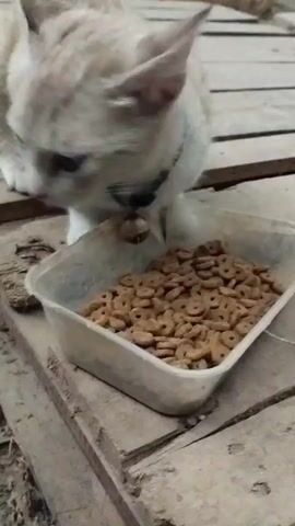 A cat with light brown and white fur is eating kibble from a clear plastic container. The cat is positioned over the container, with its head lowered into the food. The container is sitting on a rough wooden surface, possibly a pallet or planks. The background is slightly blurred, but appears to be outdoors with more wooden structures. The lighting suggests daylight.