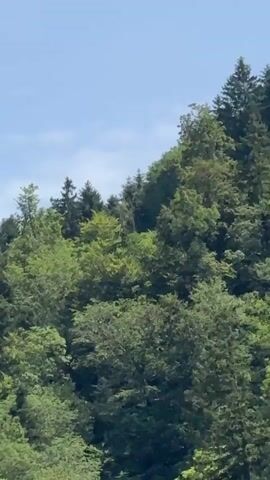 This video captures a view of a lush green forest on a sunny day with a clear blue sky. The camera pans across the densely packed trees, revealing a variety of green foliage. In the distance, a large white building or complex is visible on a grassy hillside, situated above the treeline. The building appears to be a substantial structure with multiple windows. The overall impression is one of a natural landscape with a man-made structure integrated into it.