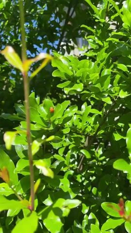 The video shows a close-up view of green leaves on a branch, bathed in sunlight. A small orange ladybug is perched on one of the leaves. The camera is slightly shaky, suggesting it might be handheld. The background is slightly blurred, showing more foliage and a hint of blue sky. The focus is on the ladybug and the vibrant green leaves.