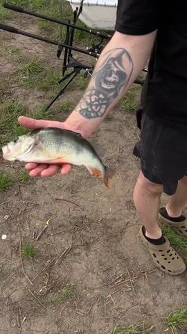 A man is standing next to a body of water and releases a fish back into it. He is wearing a black t-shirt, black shorts, and tan Crocs. He has a tattoo of a Grim Reaper and another tattoo with a circular design on his left forearm. He holds the fish horizontally in his hand, then kneels next to the body of water and releases it, creating ripples in the water. The ground around him is covered with grass and patches of dirt. Fishing poles are visible in the background.