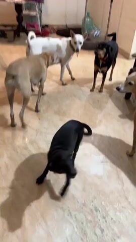 The video shows a group of dogs in a room. There are at least five dogs visible, varying in size and color. Two dogs, one tan and one white with brown spots, stand facing each other, appearing to interact. A black and tan dog stands to the right, also looking towards the other two. In the foreground, two other dogs are partially visible, one tan with a red collar and another with black and white markings. The room has a tiled floor and light-colored walls. Objects in the background include a shelf with items, a large green water bottle, and what appears to be a broom. The overall lighting suggests an indoor environment.