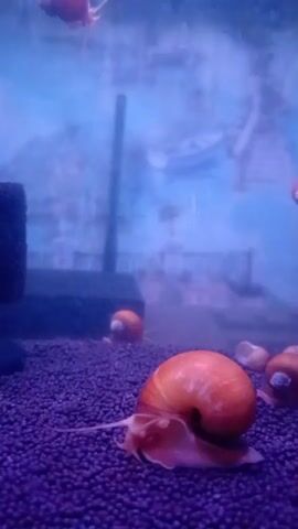 The video shows an aquarium with a purple substrate. Several orange snails are visible, with one in the foreground. The snail in the foreground is facing the camera and has its tentacles extended. In the background, there is a black sponge filter and a blurry image of a boat on a body of water. The lighting is blue and purple.
