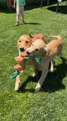 Golden Retriever Puppies Play Tug-of-War in Bulgarian Backyard