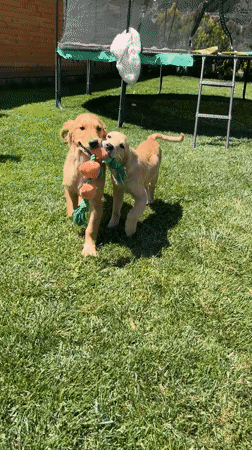 Golden Retriever Puppies Play Tug-of-War in Bulgarian Backyard