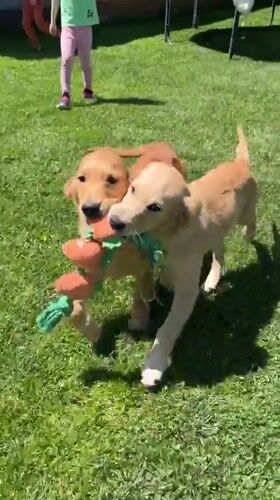 Golden Retriever Puppies Play Tug-of-War in Bulgarian Backyard