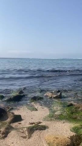 The video shows a close-up view of the ocean's edge. In the foreground, there are wet rocks covered in green algae and sand. The water is a deep blue and appears calm, with small waves gently lapping at the shore. In the distance, the horizon line separates the ocean from a clear, pale blue sky. The lighting suggests it is daytime, likely morning or afternoon, with no visible clouds or signs of human presence.