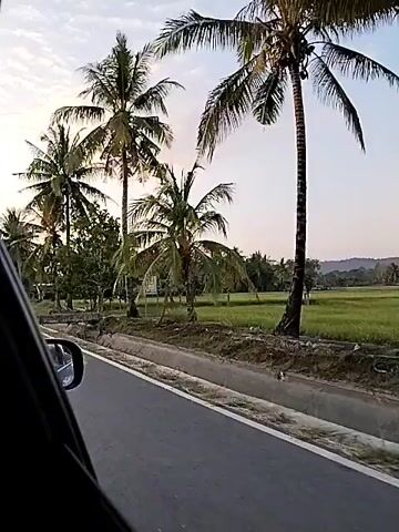 The video shows a view from inside a vehicle, looking out the passenger side window at a road and a landscape with palm trees. The view then shifts to the interior of the car, showing the back of the driver's head and the passenger seat. The driver is wearing a dark head covering and a patterned shirt. The interior of the car has a blue furry accessory on the dashboard and a green seat cover. The video also shows the driver's side mirror reflecting the road ahead and the sky. The overall impression is of a casual drive through a tropical or semi-tropical area.