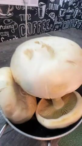 This media file captures a close-up view of a collection of large, pale mushrooms being handled in a kitchen setting. The main subject is a pan filled with several mushrooms, some appearing to be the same species with wide, pale caps and visible gills underneath. One large mushroom cap is held up by a hand, showcasing its intricate, radiating gills which are a pale yellowish-green. Smaller mushrooms are also visible in the pan and on a wooden cutting board to the right. A knife rests on the cutting board, suggesting preparation for cooking or further examination.

The background features a black and white tiled backsplash with a pattern of coffee-related text and graphics, including words like "Coffee," "HOT," "DRINK," and "START." A white electrical outlet with three sockets is mounted on the backsplash. The countertop is a dark, textured surface, possibly wood or laminate. The lighting appears to be indoor artificial light, suggesting the activity is taking place during the day or evening.

The presence of fresh mushrooms and kitchen tools indicates that the activity is likely food preparation or showcasing a recent foraging find. The way the mushrooms are being handled, particularly the careful lifting of the large cap, suggests an appreciation for their size and appearance. While no specific emotions are explicitly conveyed, the focus on the mushrooms and their visual details implies interest and potentially a culinary purpose. The location context of Суворовское сельское поселение, Ukraine, suggests the mushrooms may have been foraged locally.