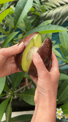 Person opens red avocado in Ubud garden setting
