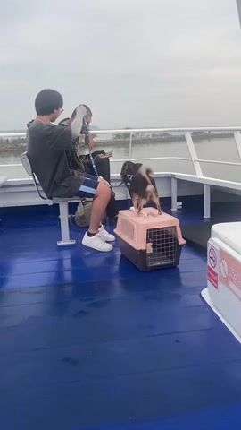 Two people sit on a bench on a boat. A brown and white chihuahua stands on top of a pink and brown dog carrier. The boat has a blue floor and a white railing. The water is visible in the background. One person is on their phone.