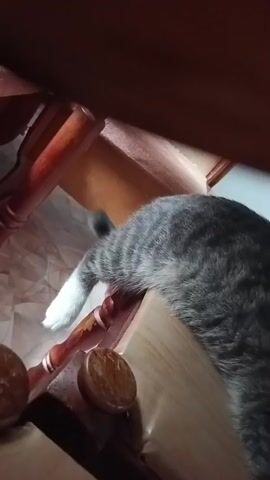 The video shows a close-up of a cat's rear end and tail. The cat is a tabby with grey and black stripes. The cat's tail is curled slightly upwards. One of the cat's hind legs is visible, with a white paw. The cat appears to be resting on a wooden surface, possibly the edge of a table or chair. The background is blurry, but suggests an indoor setting with wooden furniture.