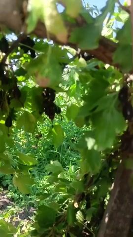 The video shows a close-up of a branch with leaves and black berries. The berries are clustered together and appear to be ripe. The background is out of focus but shows green foliage and sunlight. The camera is still and the video is short.