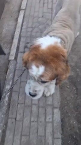 This video shows a person interacting with a dog in an outdoor setting that appears to be a yard or alleyway. The ground is covered with a mix of concrete pavers and dirt. In the background, a car tire is visible, suggesting the presence of a vehicle. The lighting indicates it is daytime, with no clear indication of weather conditions.

The main subjects are a person, whose legs and feet are visible wearing shorts, sneakers, and sandals, and a dog. The dog is light-colored, with some brown and white markings on its head and tail. It appears to have been recently groomed, with a short haircut on its body and longer fur on its head and tail. The dog is either lying down or in a crouched position, and the person is gently touching its back. The interaction seems calm and casual. The person is also holding a smartphone in their hand.

There are no overt signs of emotion displayed by the dog, but its posture suggests it is relaxed. The scene is not particularly dynamic, focusing on the close-up interaction between the person and the dog. The setting provides some clues to a possibly urban or semi-urban environment given the presence of a car tire and paved surfaces, with some sparse vegetation visible. The location context of Dokuchaievske, Ukraine, is noted. No visible text is present in the video.
