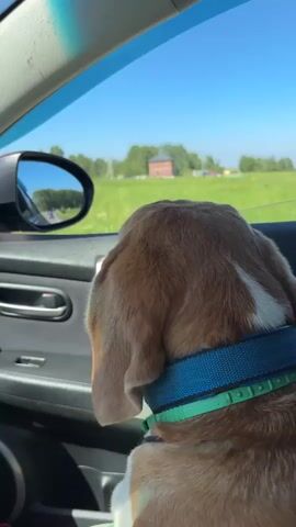 The video shows the back of a dog's head as it looks out the passenger side window of a car. The dog has brown and white fur and is wearing a blue and green collar. The car is moving, as indicated by the blurred scenery outside the window and the reflection in the side mirror. The environment outside appears to be a rural area with green fields, trees, and a few buildings in the distance under a clear blue sky. The interior of the car is visible, including the door panel and the car's visor.