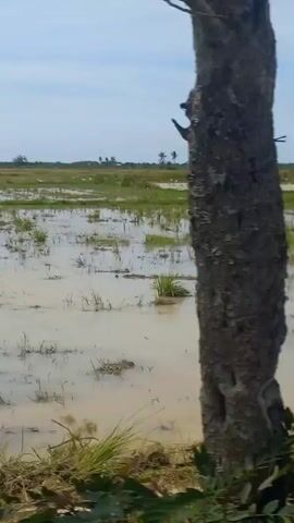 The video shows a flooded field, likely a rice paddy. Water covers most of the ground, interspersed with patches of green grass and some bare soil. A few clumps of vegetation are visible in the foreground. In the distance, a line of trees, possibly palm trees, can be seen along the horizon. The sky is overcast with a light blue color. The camera seems to be moving slowly, giving the impression of passing by the field.