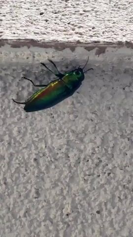 A close-up, slightly shaky video shows a metallic green beetle with red and yellow iridescence on its back, crawling on a textured white wall. The beetle is oriented with its head pointing to the right and its body angled slightly downward. It moves slowly, its legs articulating as it progresses. Above the wall, a horizontal edge, possibly a ledge or the top of the wall, is visible. The lighting appears natural, casting subtle shadows. The video is short, lasting only a few seconds, and the beetle remains on the wall throughout.