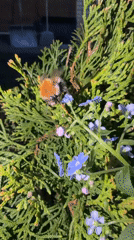 Bumblebees forage on forget-me-nots in Russian village garden