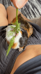 Guinea pig snack time on a striped rug in Almaty