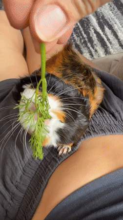 Guinea pig snack time on a striped rug in Almaty