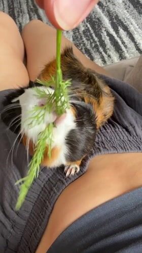 Guinea pig snack time on a striped rug in Almaty