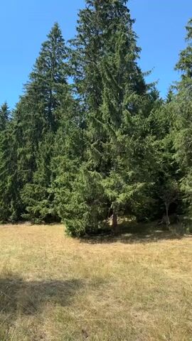 A video shows a roadside view with tall green pine trees on the right and a clear blue sky. The road is asphalt and curves to the left. A dry, grassy field borders the road on the right, with sparse wooden fence posts. The trees form a dense forest. The camera pans from right to left, revealing more of the forest and the road ahead. The scene appears to be a rural, mountainous area during the daytime with clear weather. There are no people or animals visible in the video.