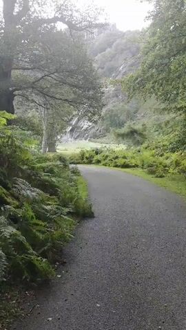 The video shows a paved path curving through a lush, green forest. On the left, dense ferns and moss-covered trees line the path. On the right, the path continues into the distance, flanked by more greenery and a few scattered trees. In the background, a large waterfall cascades down a rocky mountainside, with a wide, grassy area in front of it dotted with people. The overall scene is serene and natural, suggesting a park or natural reserve. The weather appears to be overcast or slightly misty, contributing to a soft, diffused light.
