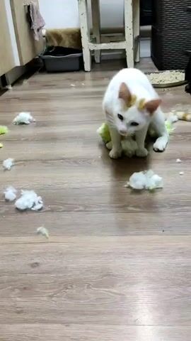 A white cat with distinctive orange/brown patches on its head and tail is centered in the frame, sitting on a pile of white stuffing and green fabric scraps. The cat looks down at the scattered debris on the light brown wooden floor, occasionally taking a step forward. More pieces of white fluff and green fabric are strewn across the floor around the cat, suggesting it has torn apart an item.

In the background, a light-colored wooden kitchen counter or cabinet is visible on the left, with a dark cloth draped over something nearby. A dark litter box is positioned under a small, white-legged table or stool in the distance. To the right, a portion of a dark, possibly wicker, piece of furniture or basket is visible. The scene appears to be an indoor domestic setting, likely a kitchen or utility area in Mospyne, Ukraine, during daylight hours. The cat appears calm, surveying the aftermath of its playful destruction.