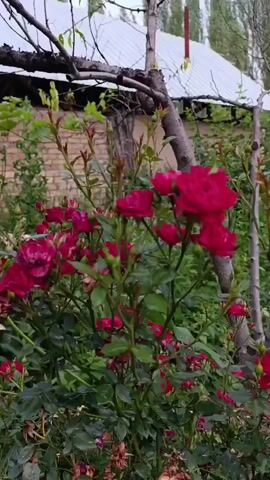 This is a short, handheld video clip that appears to be filmed in a garden or yard. The foreground is dominated by a dense bush of vibrant, dark pink roses in full bloom. Several buds are also visible, indicating ongoing flowering. The roses are lush and full, with many petals and a rich, velvety texture. The leaves of the rose bush are a deep green and appear healthy.

In the background, there is a brick wall, possibly part of a building, and a white, corrugated metal roof structure, suggesting a dwelling or outbuilding. Behind this, tall, thin trees with sparse foliage are visible against a pale, overcast sky. The overall impression is of a slightly damp or dewy morning in a rural or semi-rural setting. The soft, diffused light suggests it might be early morning or a cloudy day.

There are no people visible in the video. The primary subjects are the roses and the garden environment. The activity is simply the passive observation of the blooming flowers and the surrounding landscape. No text is visible within the frame. The mood is peaceful and serene, highlighting the natural beauty of the blooming roses. The location context of Ak-Döbö, Kyrgyzstan, suggests a temperate climate where such roses would thrive.