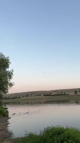 A vertical video captures a tranquil river scene at dusk. The sky transitions from a pale blue at the top to a soft pink near the horizon. A line of trees punctuates the rolling hills on the far bank of the river, their reflections shimmering on the water's surface. In the foreground, lush green foliage grows along the riverbank, partially obscuring a patch of brown earth. A single bird is visible in flight against the expansive sky. The water itself is calm, with small ripples disturbing its glassy surface in a few spots. The overall atmosphere is one of peaceful serenity.