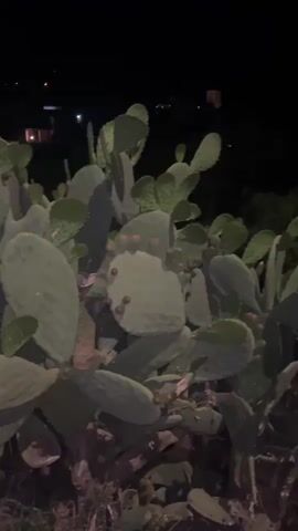 At night, the camera is positioned close to a large prickly pear cactus. The cactus is composed of numerous green pads of varying sizes. Some pads bear small, reddish fruits. A few dimly lit buildings are visible in the distance. A voice can be heard in the background. The camera slowly pans around the cactus.