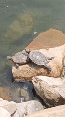 Turtles basking and swimming at a rocky waterside spot