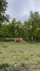 Cattle herd grazes peacefully in Spanish countryside near Tavertet