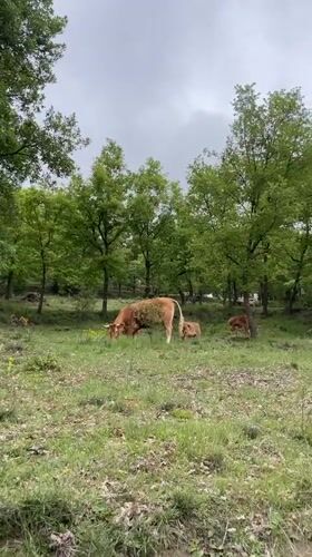 Cattle herd grazes peacefully in Spanish countryside near Tavertet