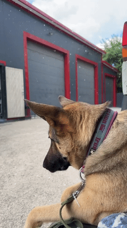German Shepherd and handlers documented across Blagoveshchensk locations