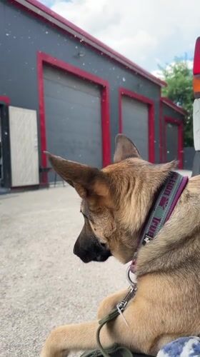 German Shepherd and handlers documented across Blagoveshchensk locations
