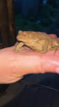 Toad gets handled, meets a dog, and released into water