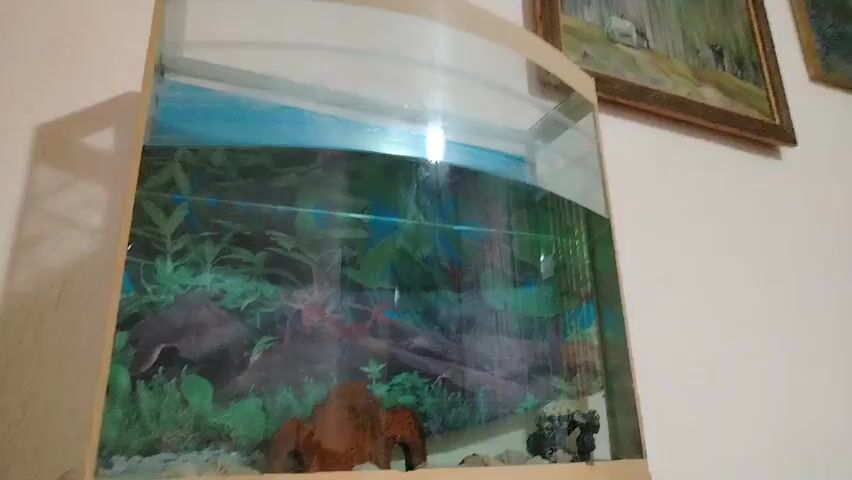 The video shows an aquarium against a wall with framed pictures above it. The aquarium has a curved glass front and appears to be empty or sparsely populated with plants and decor. The background wall is plain and white. There are three framed paintings on the wall. The leftmost painting depicts a landscape with water and trees. The middle painting is a larger landscape with tall trees and a small structure in the distance. The rightmost painting shows a body of water with trees on the far bank. The lighting in the scene is somewhat dim, with a bright light reflecting off the aquarium glass. There are no people visible in the video.