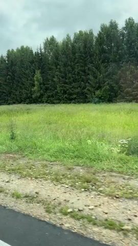 A video shows a grassy field with a single hay bale in the center. The field is bordered by a dense forest of evergreen trees. The sky is overcast. The video appears to be shot from a moving vehicle.
