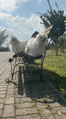 Small white dogs spotted resting in Fontanka park